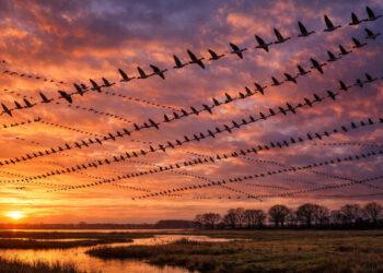 Wildgänse Wedeler Marsch: Natur-Spektakel bei Hamburg erleben 7 Wildgänse Wedeler Marsch Natur-Spektakel bei Hamburg erleben