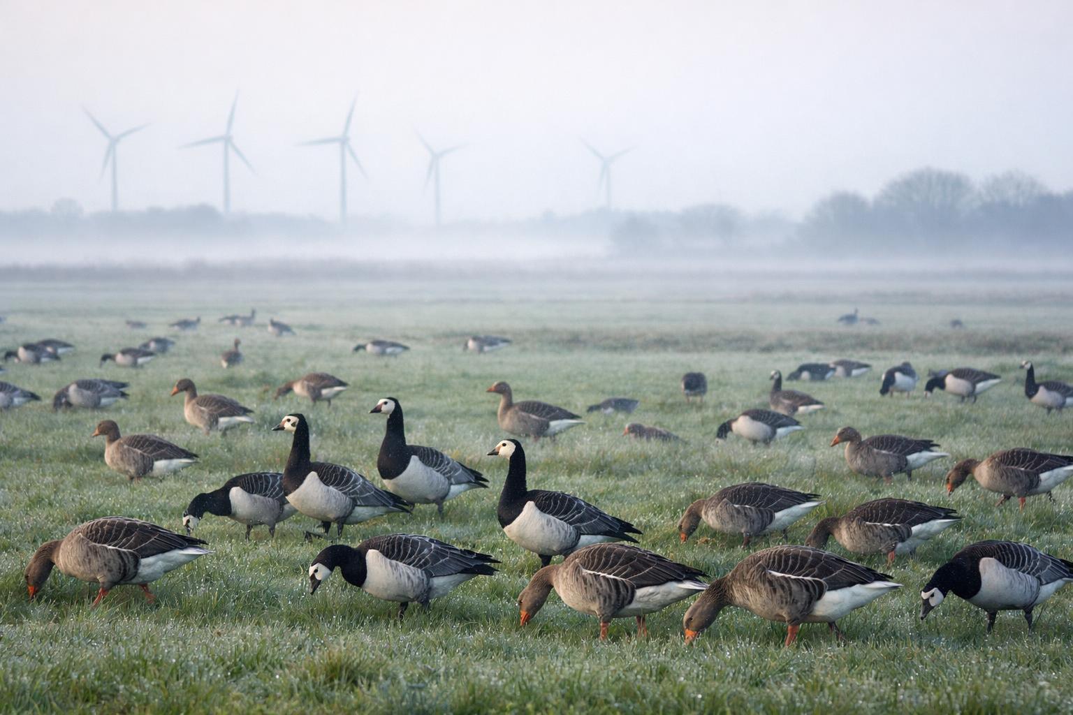 Wildgänse Wedeler Marsch: Das Winter-Spektakel vor Hamburg