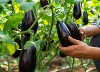 auberginen pflanzen