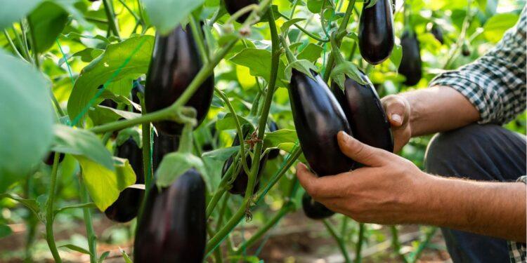 auberginen pflanzen