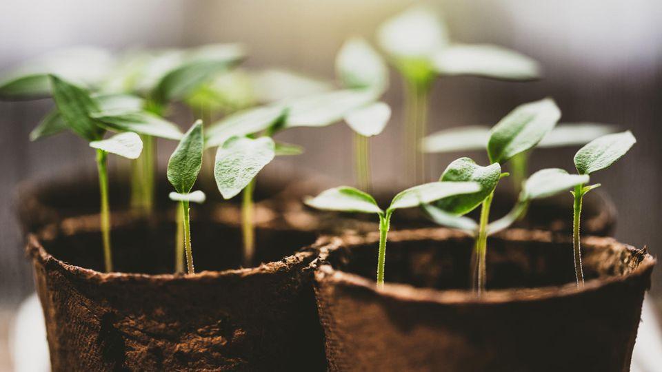 Scharfes Gemüse: Chilis pflanzen: So züchten Sie Ihre persönlichen Lieblings-Schoten