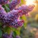 8 Tipps zum Flieder schneiden im Herbst 10 flieder schneiden herbst-Titel