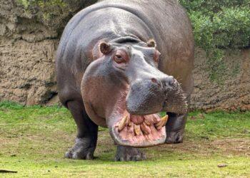 Flusspferd Gefährlich