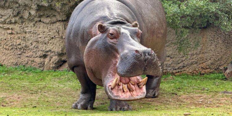 Flusspferd Gefährlich