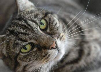 Verhaltensbiologie Katzen