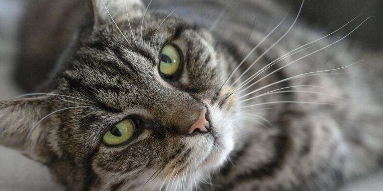 Verhaltensbiologie Katzen