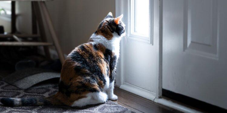 Katze Alleine Lassen