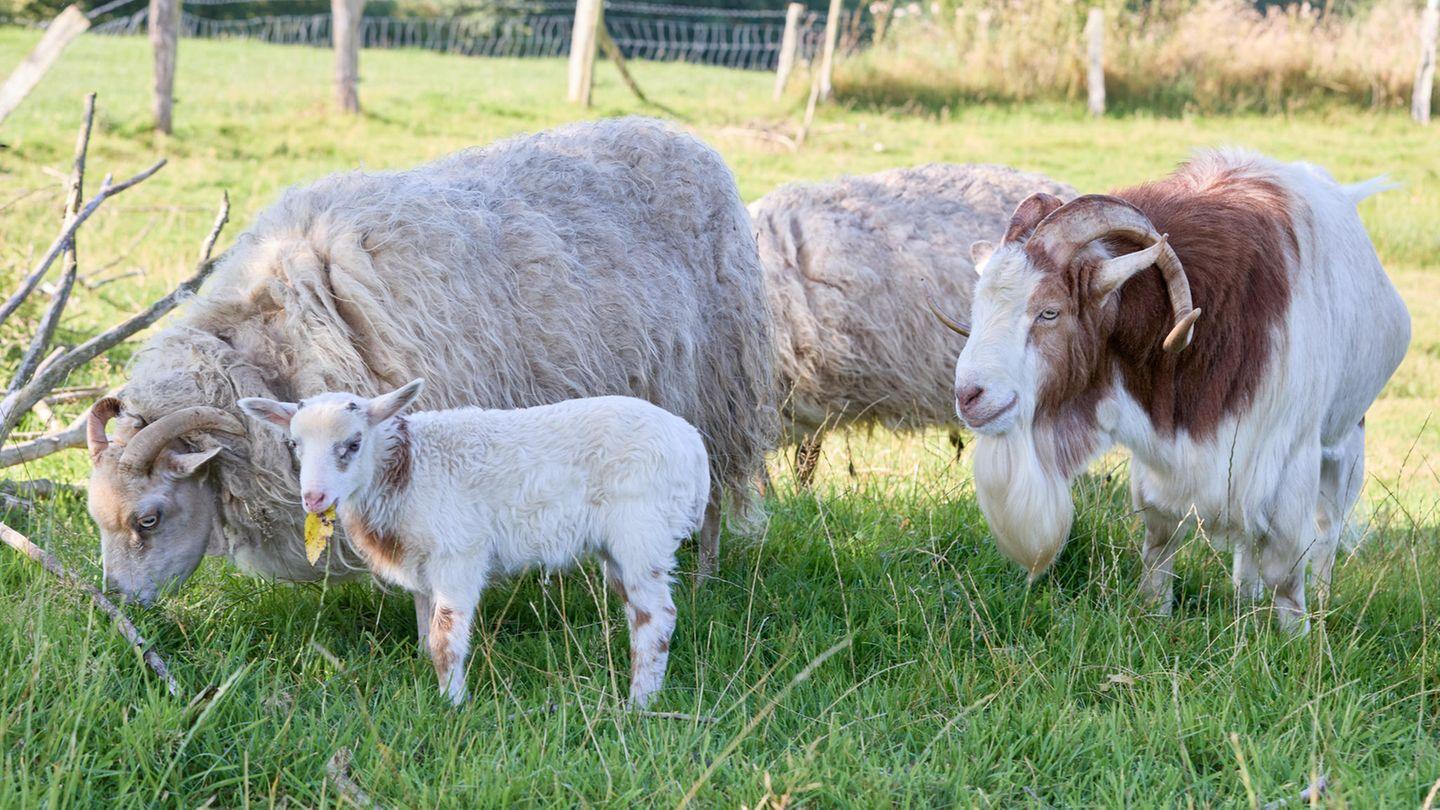 Augentest Schaffen Tier-Hybride: Von Liger bis Schiege – wenn unterschiedliche Tier-Eltern Nachwuchs bekommen