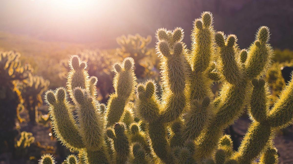 Palliativmediziner Experten