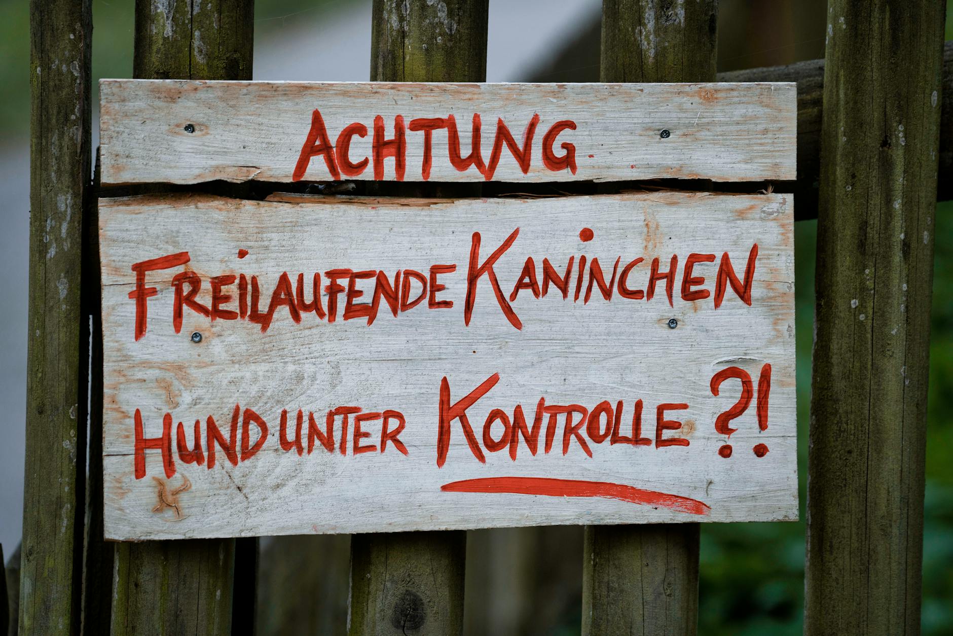 Swiss Hunde Swiss Hunde