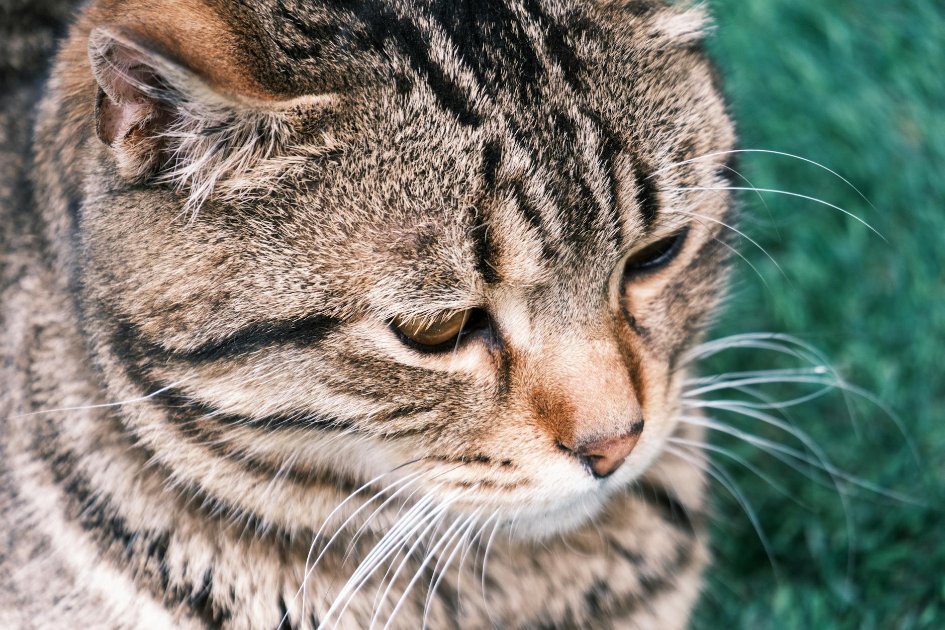 Verhaltensbiologie Katzen