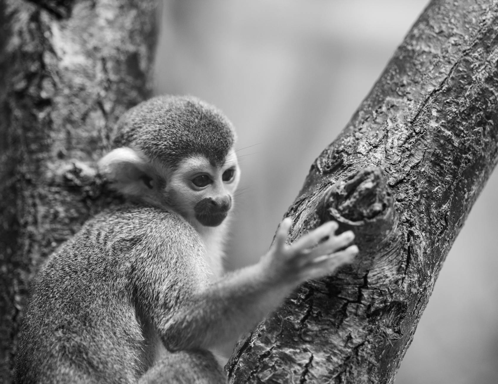 Illustration zu Affenbaby Zoo