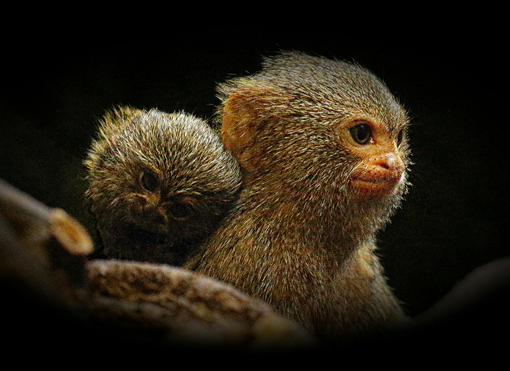 Symbolbild zum Thema Affenbaby Zoo