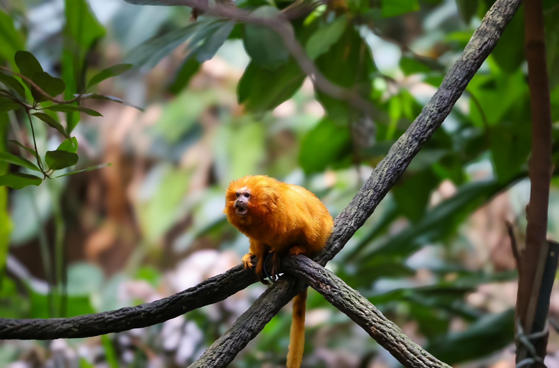 Symbolbild zum Thema Affenbaby Zoo