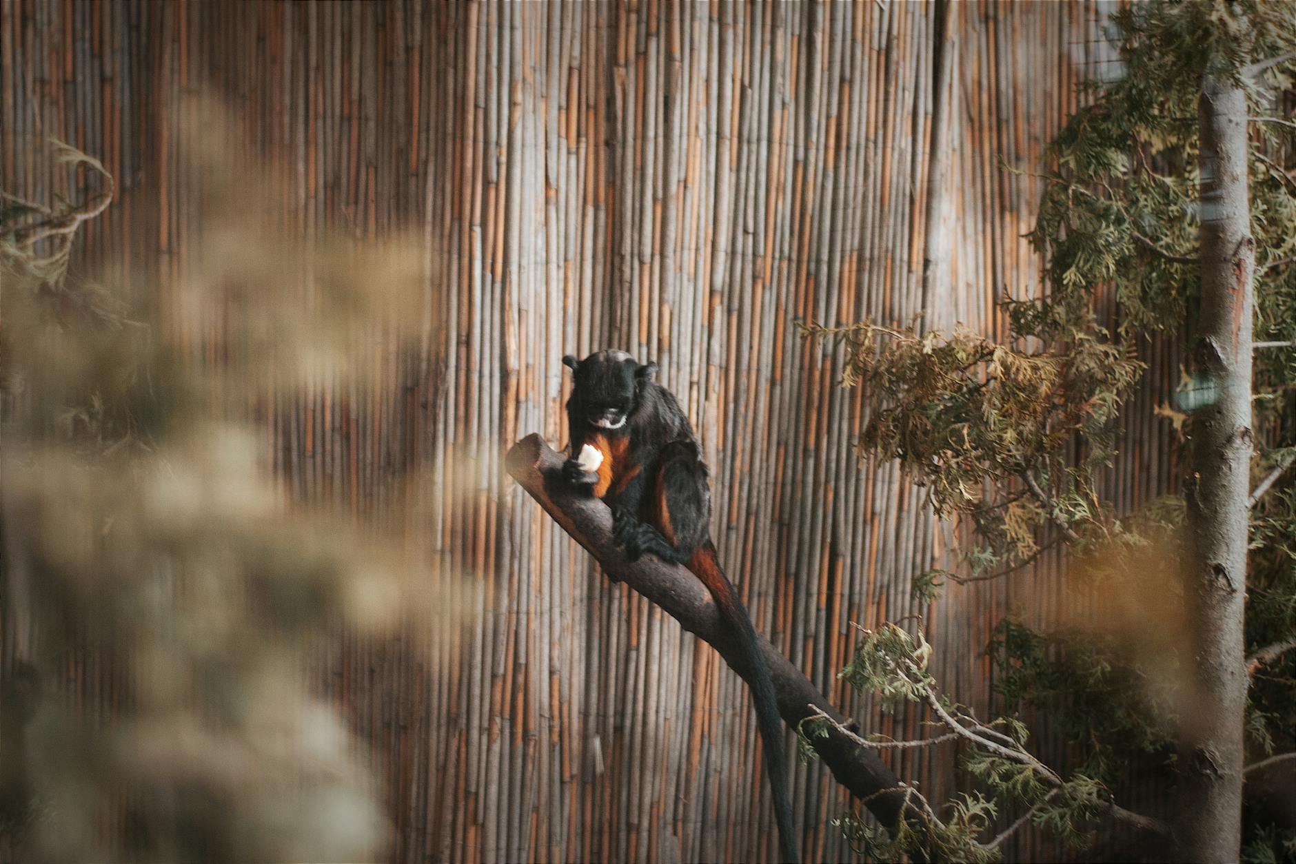 Detailansicht: Affenbaby Zoo