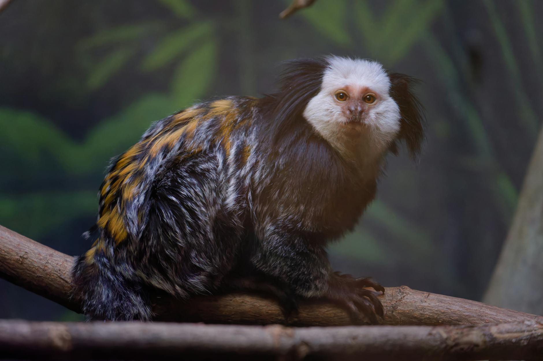 Detailansicht: Affenbaby Zoo