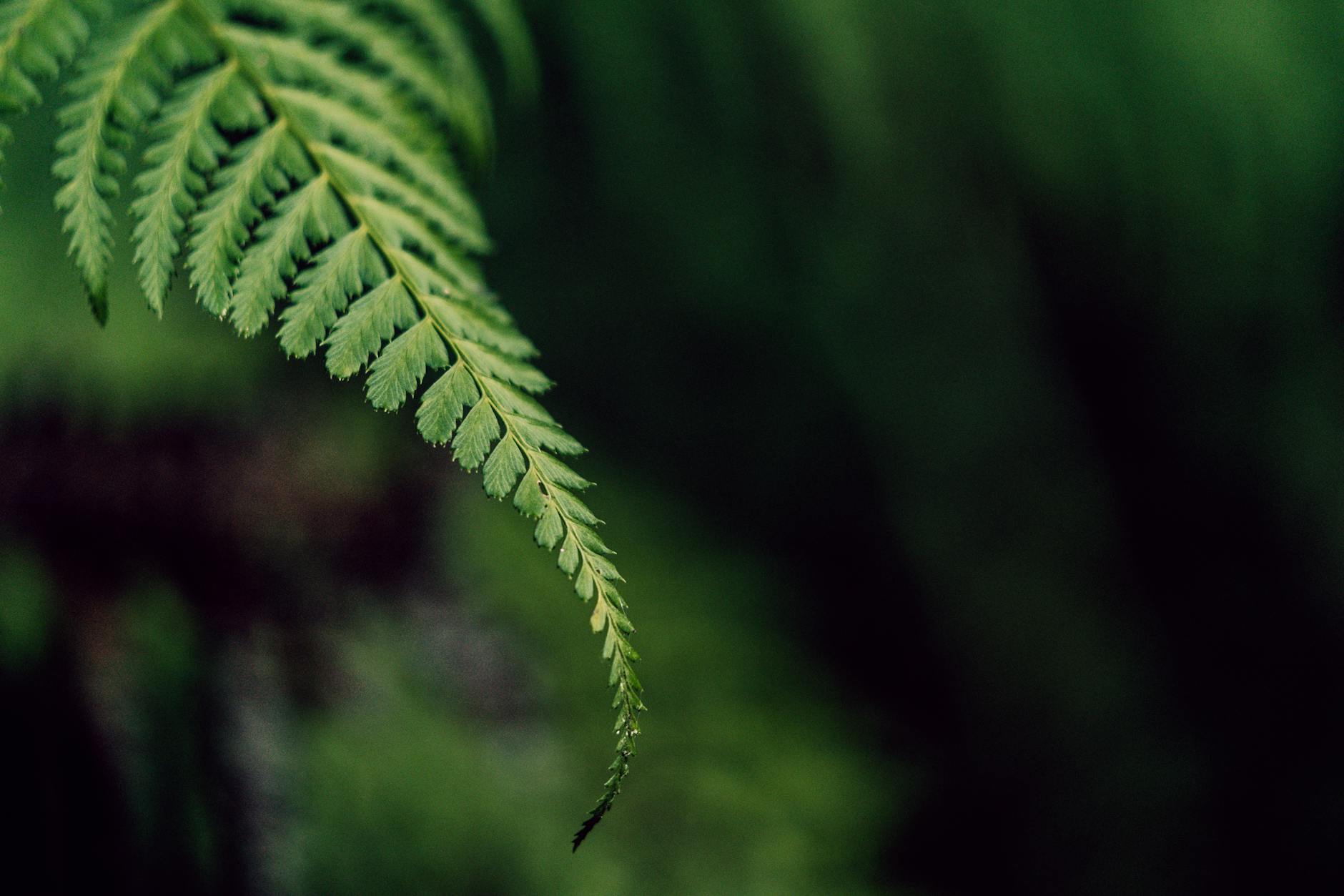 Detailansicht: Alemannia – SV Wehen