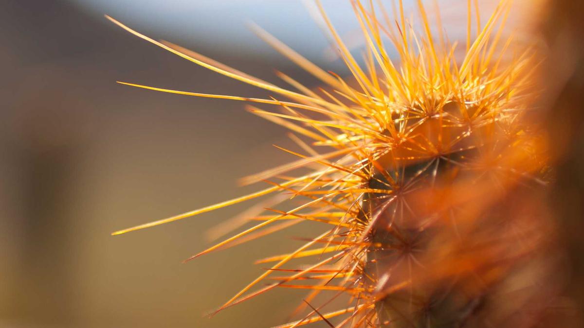 Illustration zu Alkoholfahrt Mühlacker