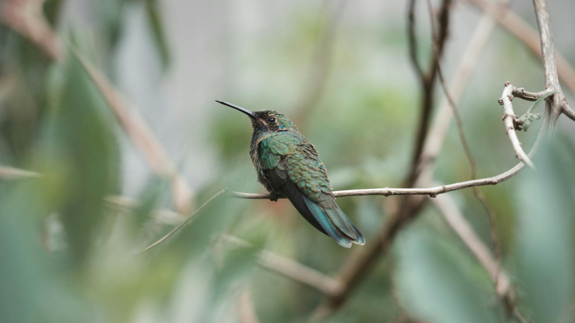 Anna Berreiter Illustration zu Anna Berreiter