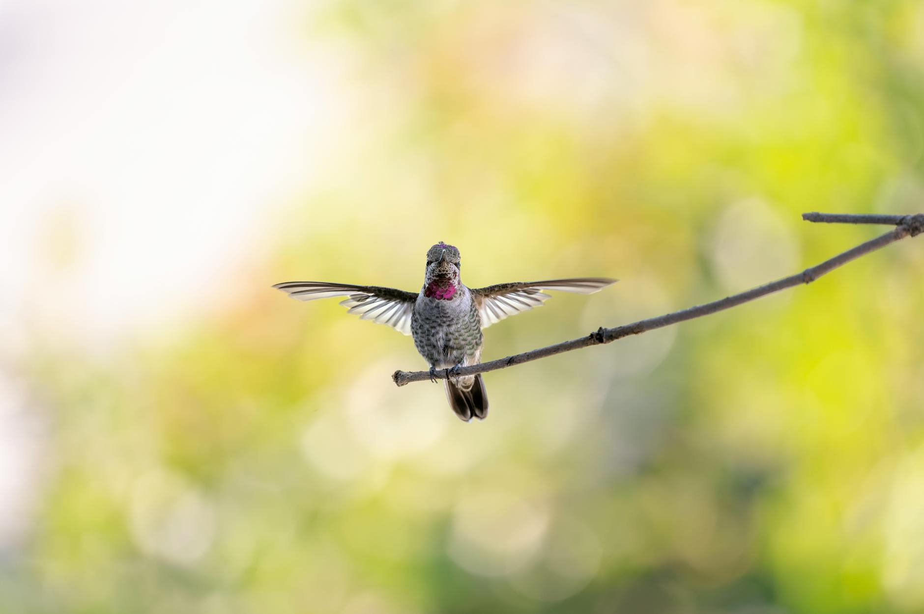 Detailansicht: Anna-carina Woitschack