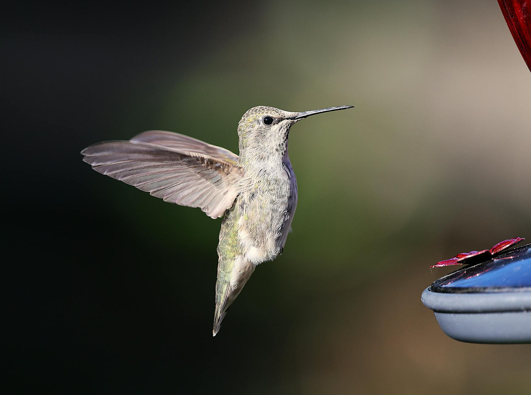 Detailansicht: Anna-carina Woitschack