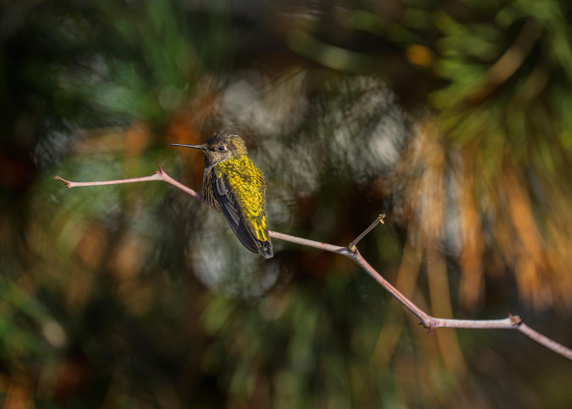 Anna Gandler Illustration zu Anna Gandler