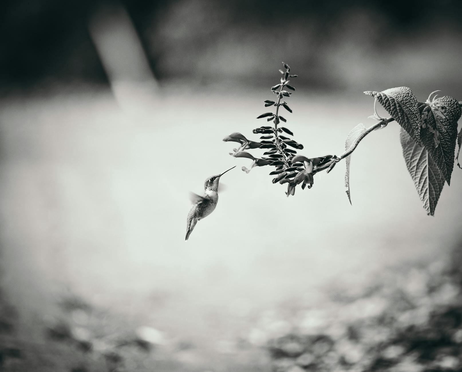 Detailansicht: Anna Gasser