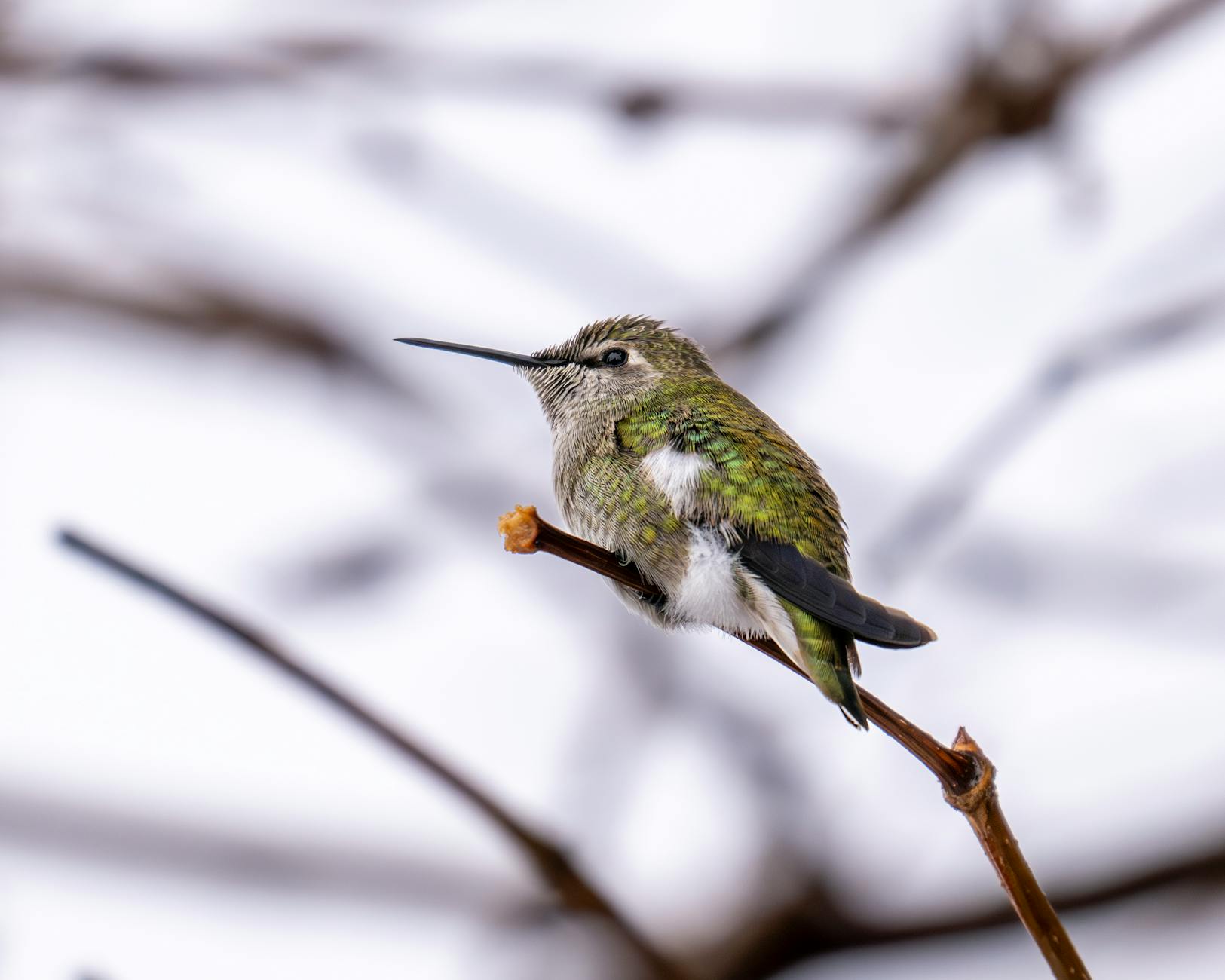 Detailansicht: Anna Heiser Ohnmacht