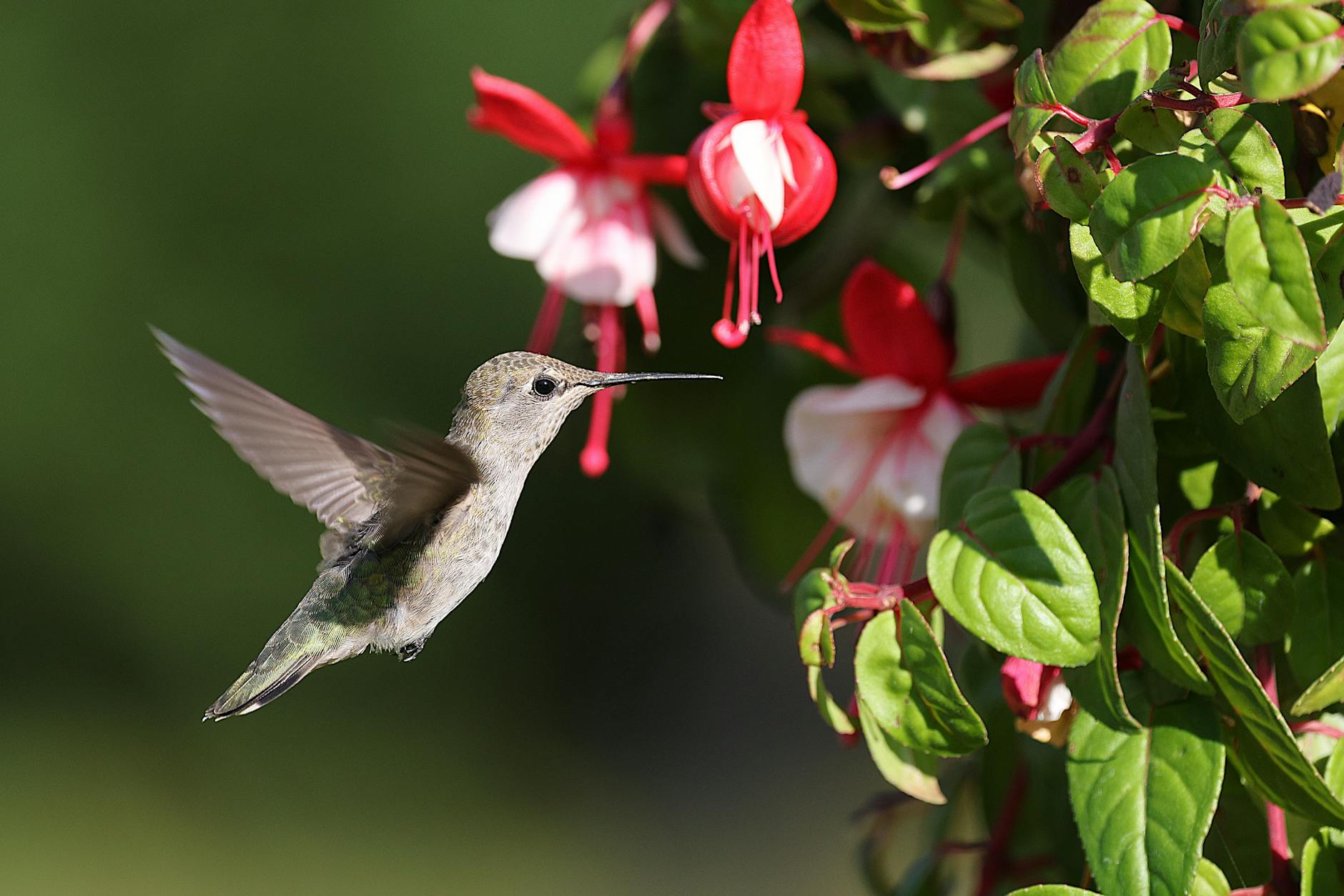 Detailansicht: Anna Mateur