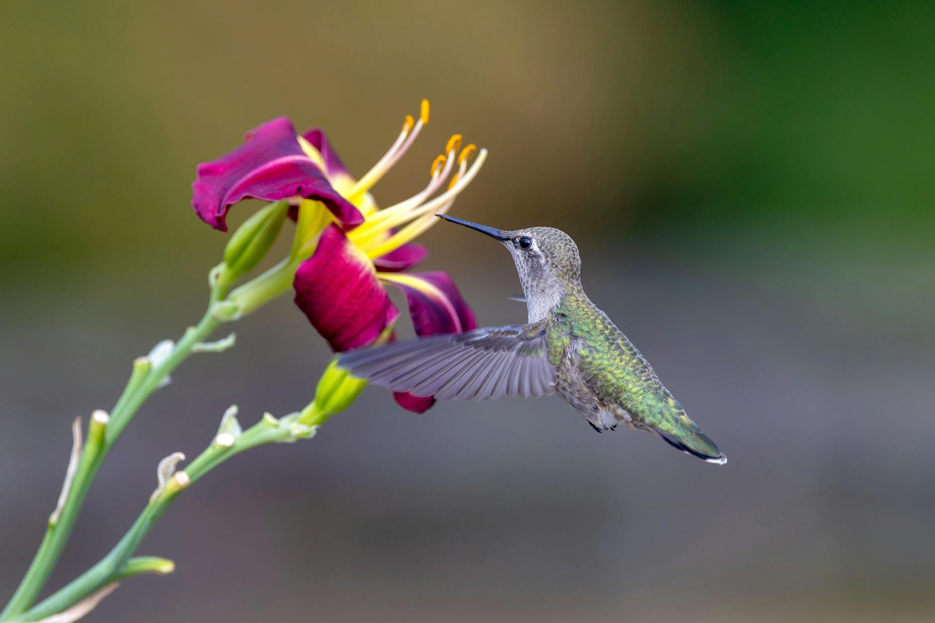 Illustration zu Anna Netrebko