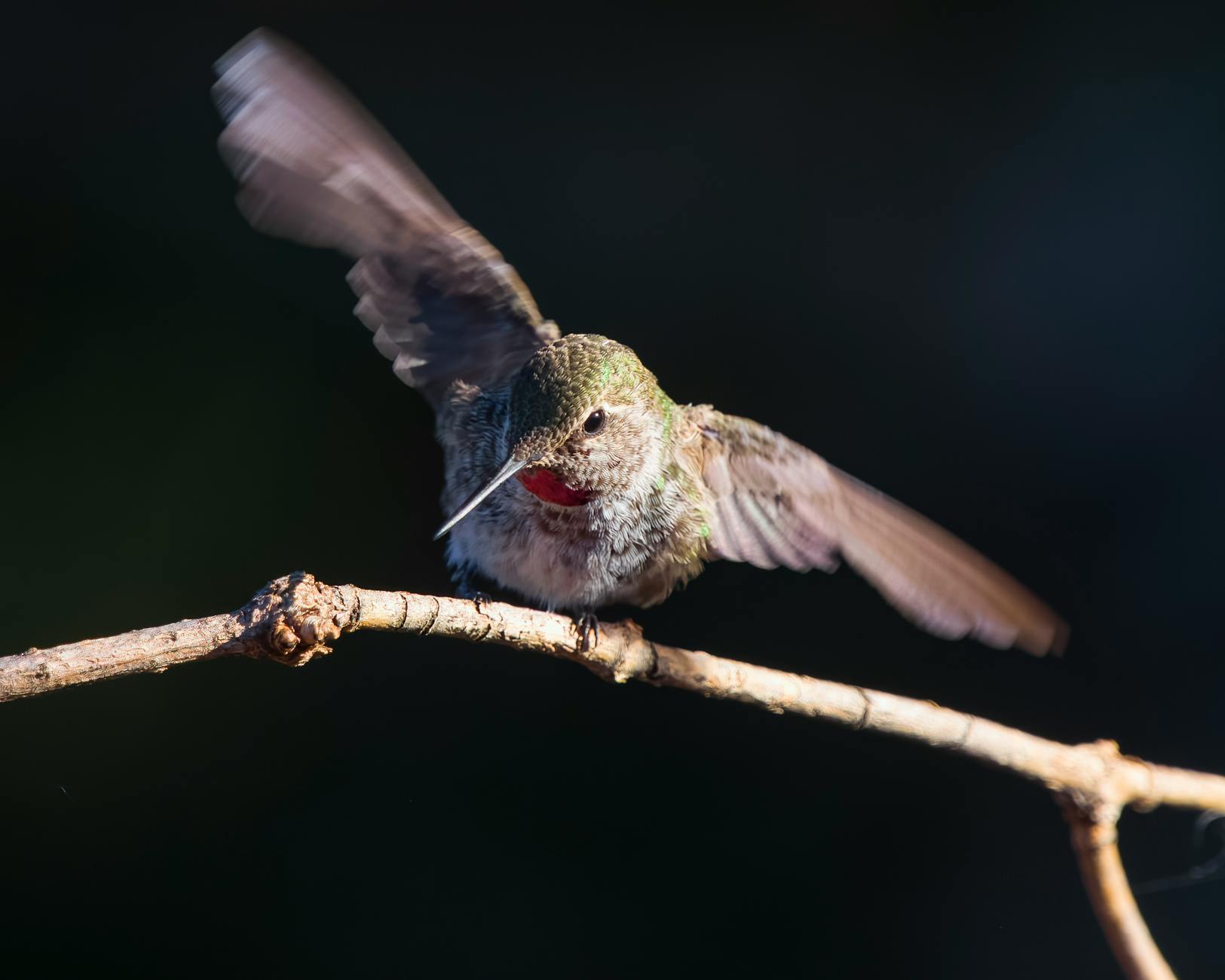 Detailansicht: Anna Schaffelhuber