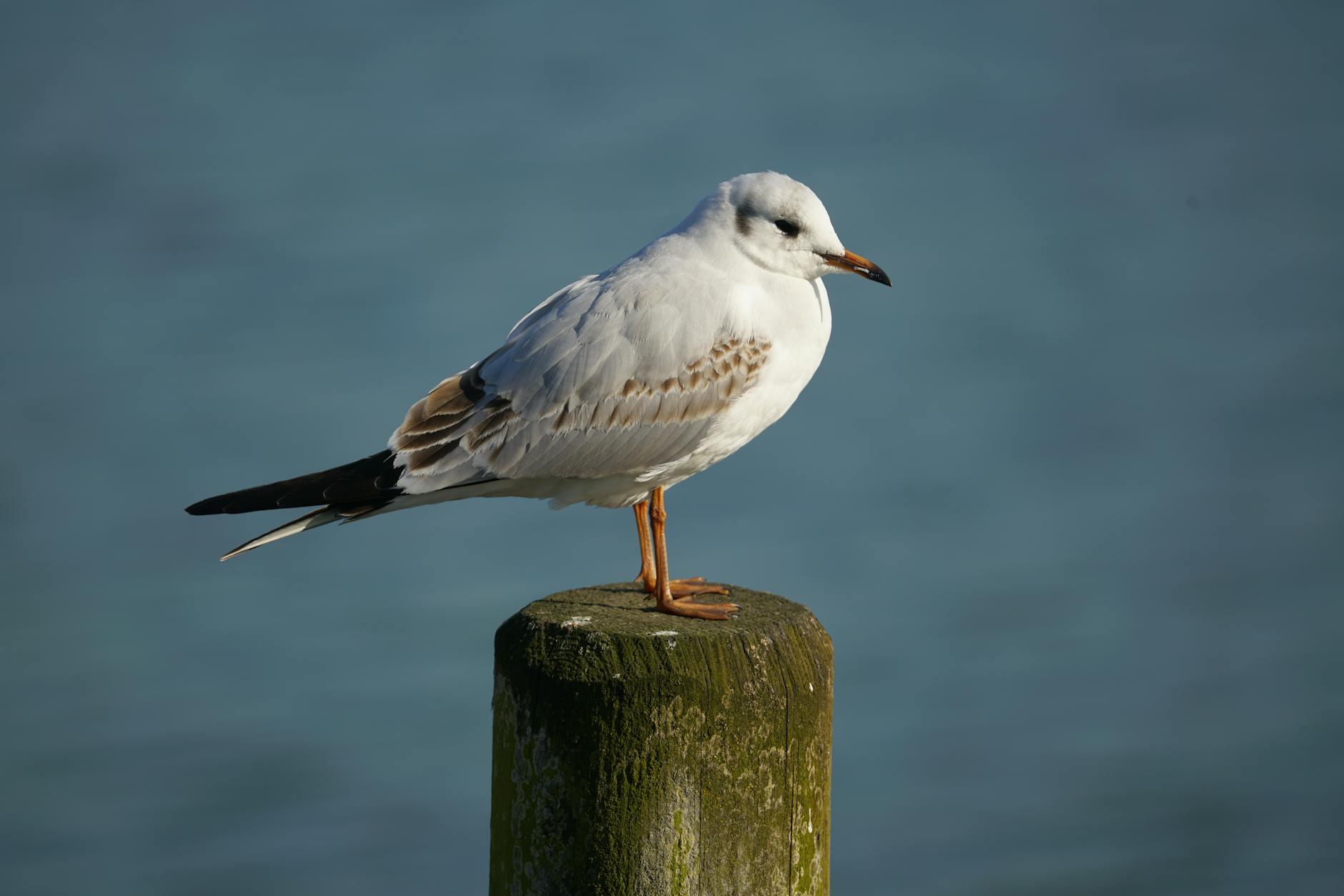 Illustration zu Autounfall Zug