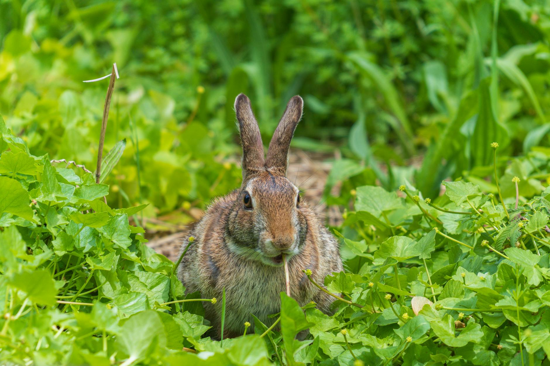 Bad Bunny Super Bowl Illustration zu Bad Bunny Super Bowl