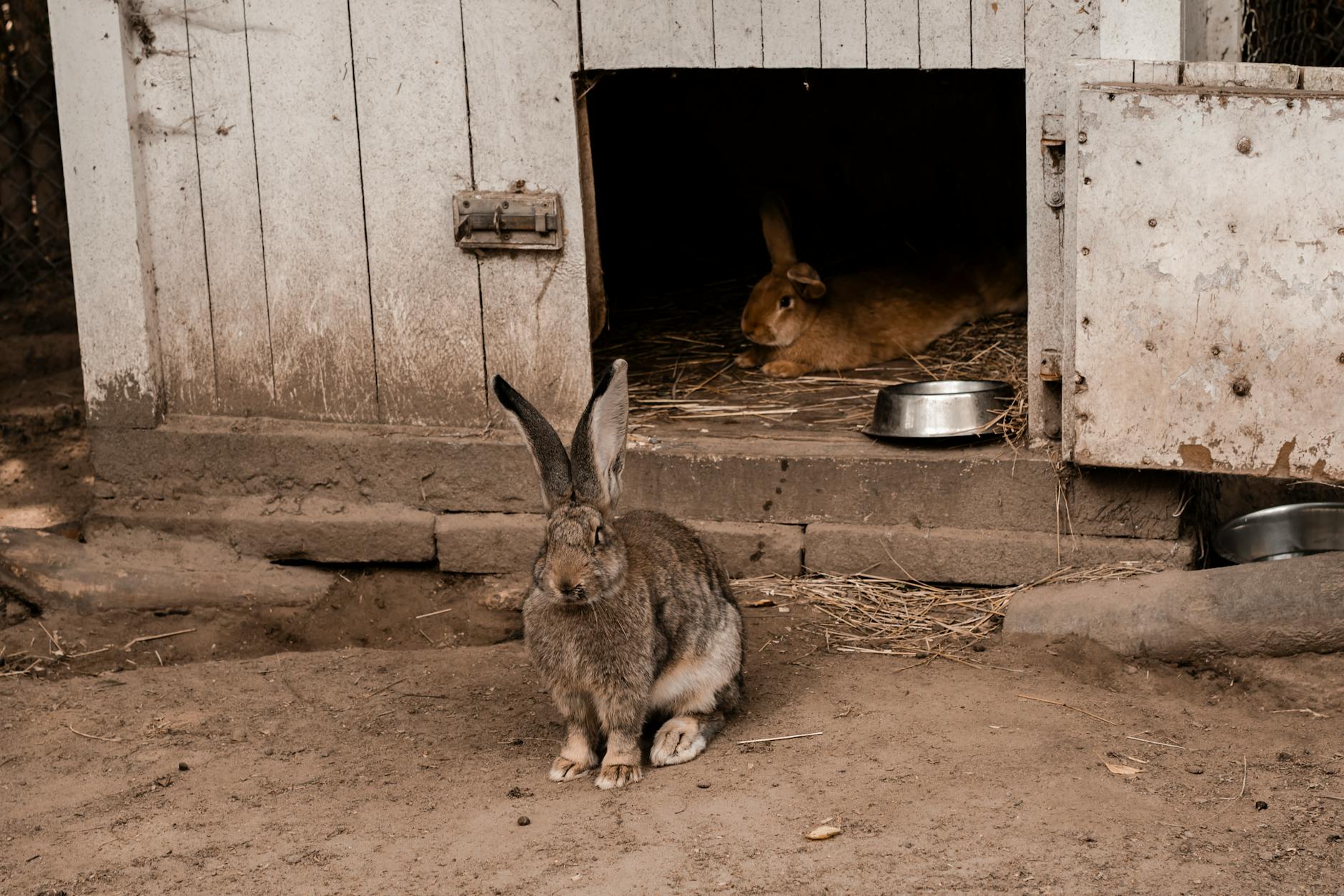 Bad Bunny Super Bowl Detailansicht: Bad Bunny Super Bowl