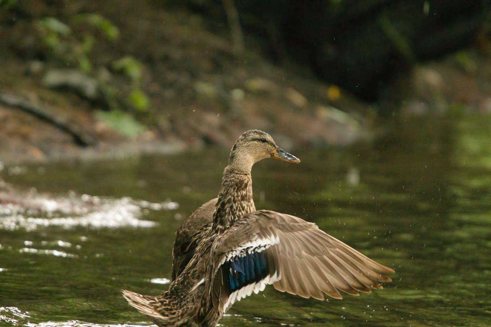 Detailansicht: Baden Württemberg Wahl