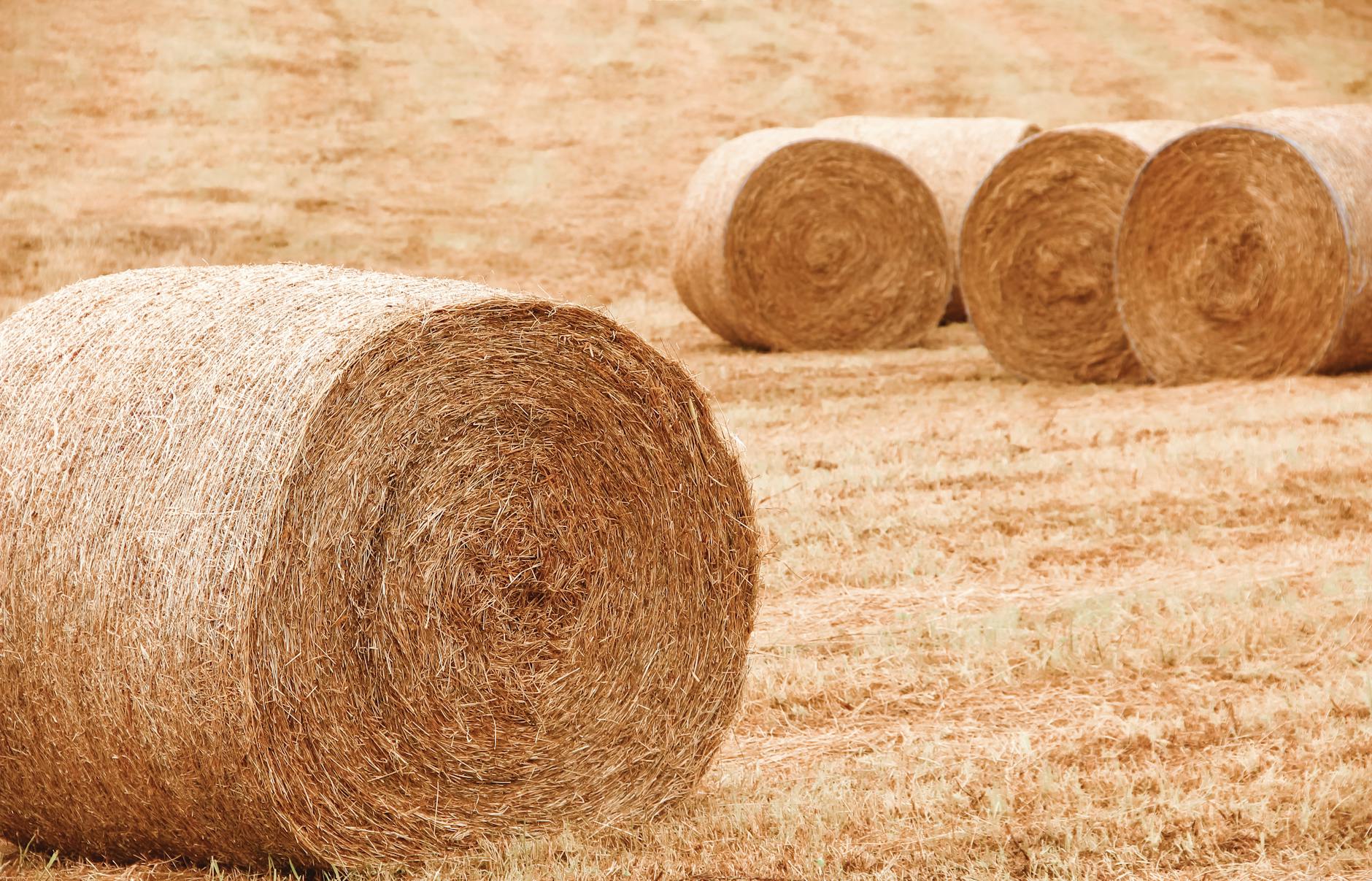 Bale-servette Illustration zu Bale-servette