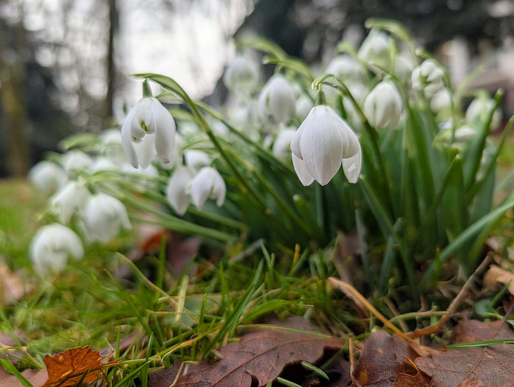 Illustration zu Balkon Baum Pflanzen