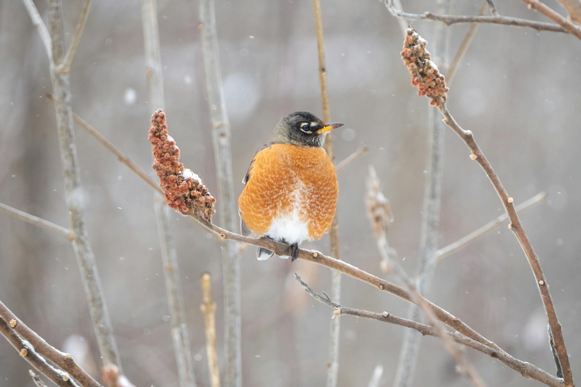 Detailansicht: Banksy Identität Robin Gunningham