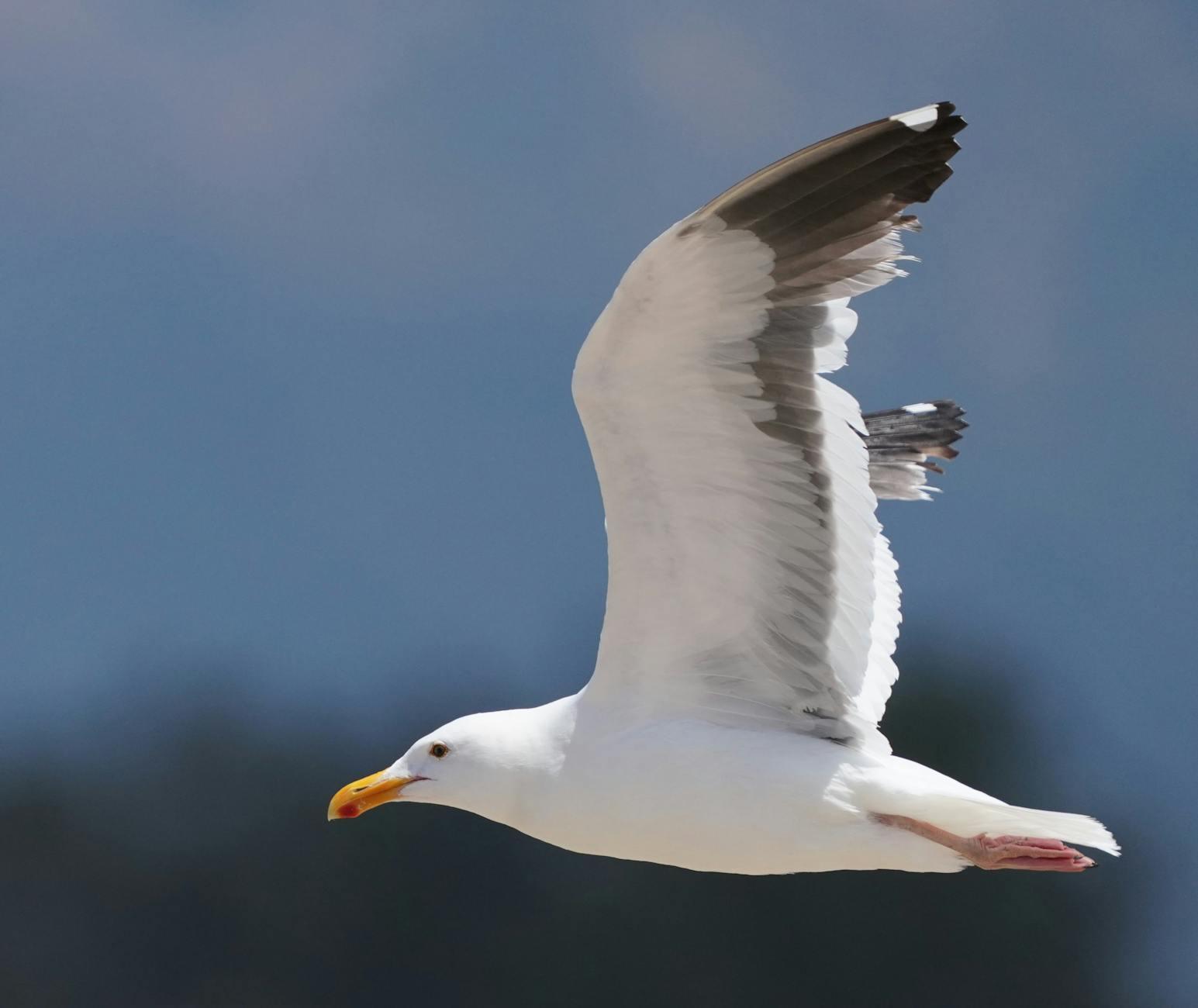 Illustration zu Barbara Sukowa