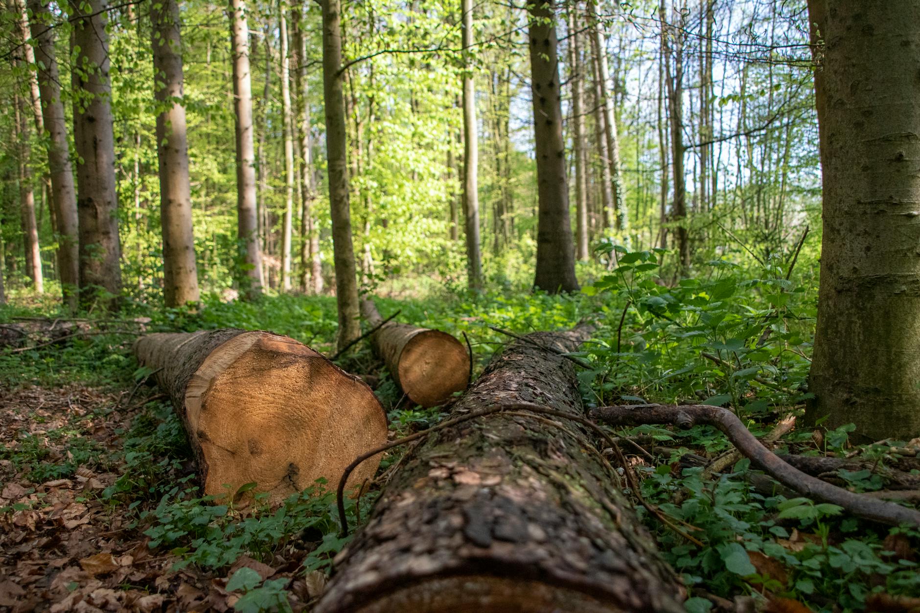 Symbolbild zum Thema Baumunfall Ostern