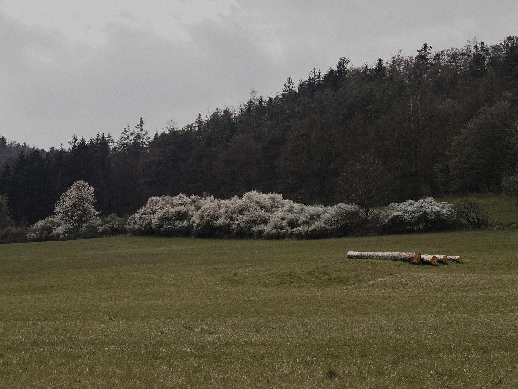 Detailansicht: Baumunfall Ostern