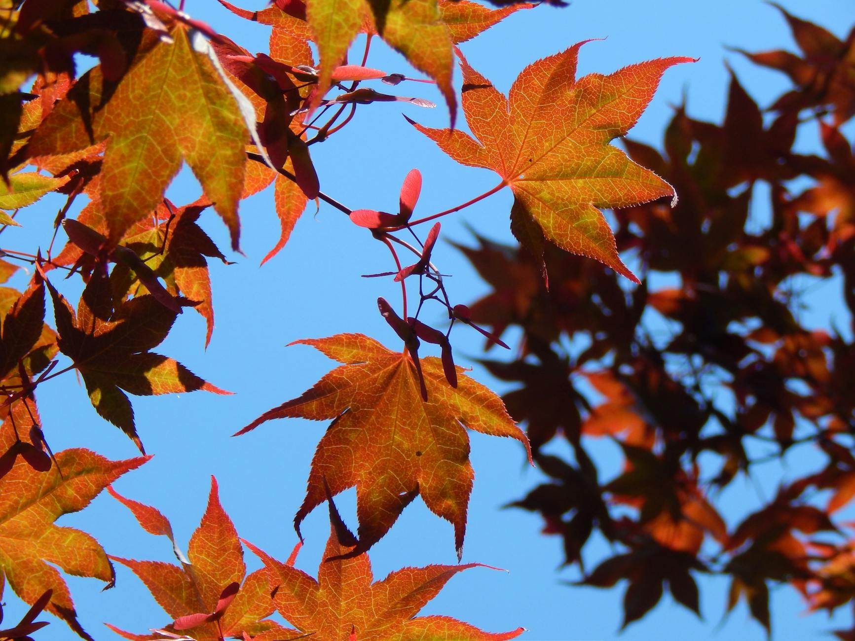 Detailansicht: Bayern – Mönchengladbach