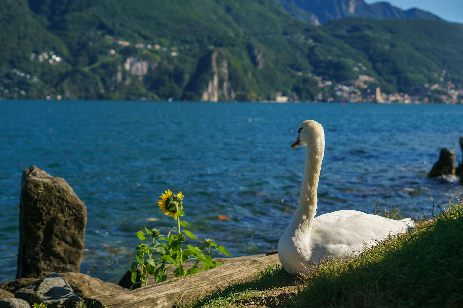 Detailansicht: Benzinpreise Schweiz