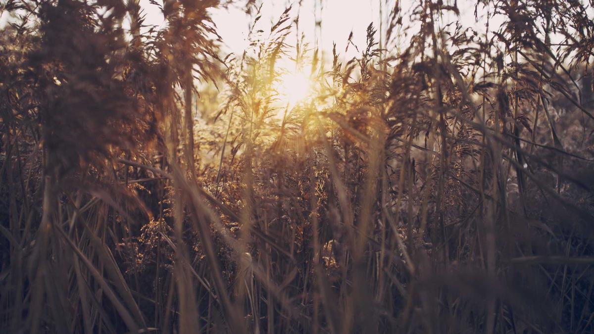 Detailansicht: Biathlon Livestream