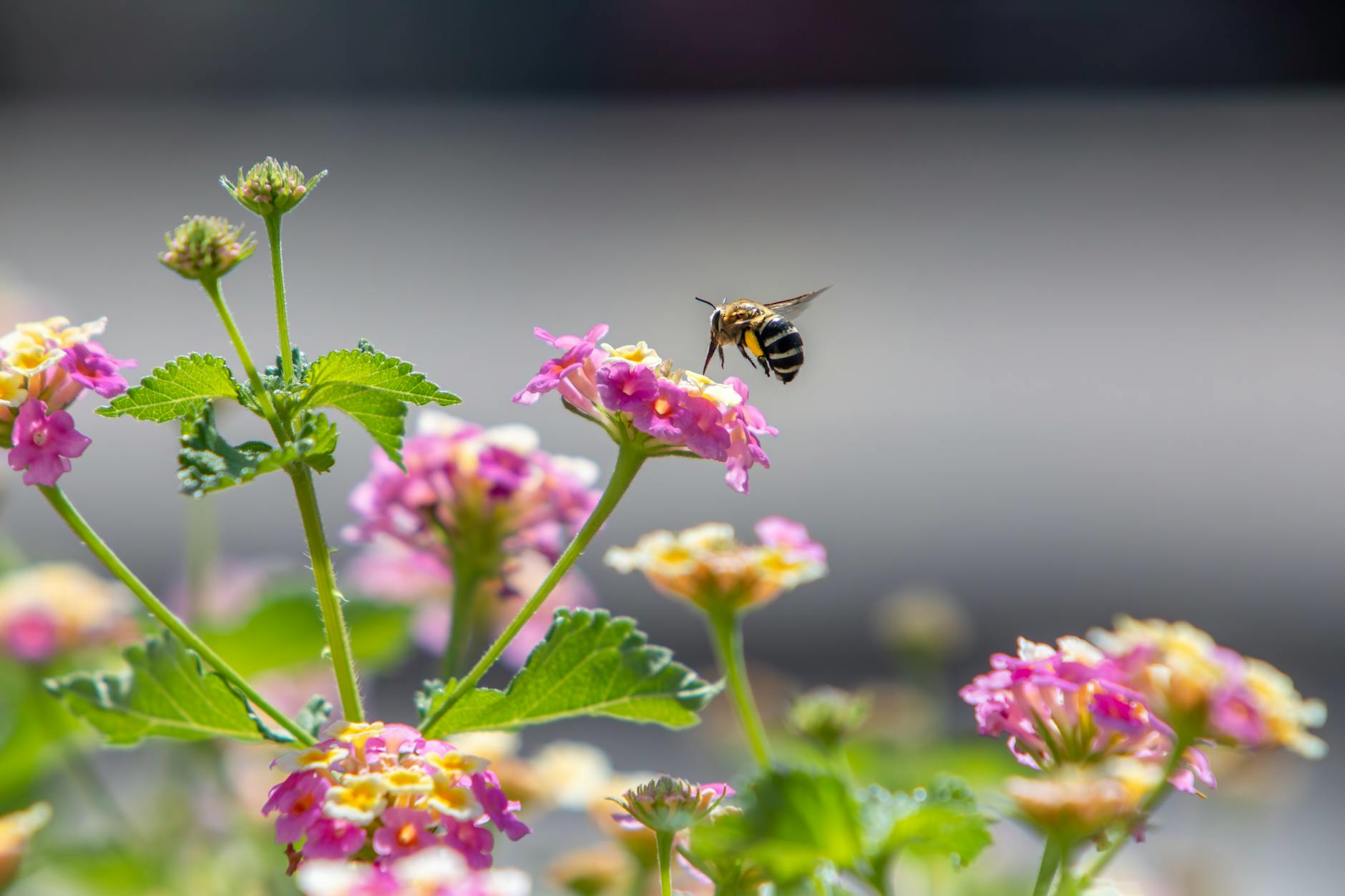 Symbolbild zum Thema Bienenfreundliche Balkonblumen