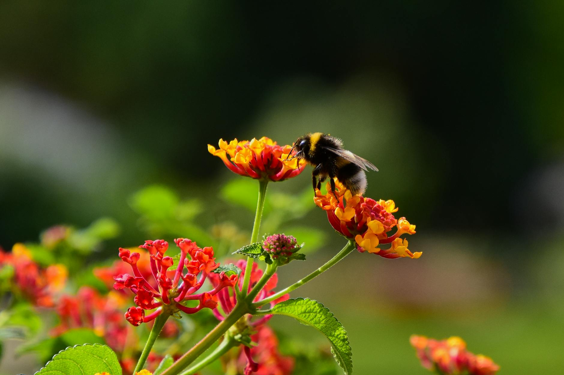 Detailansicht: Bienenfreundliche Balkonblumen