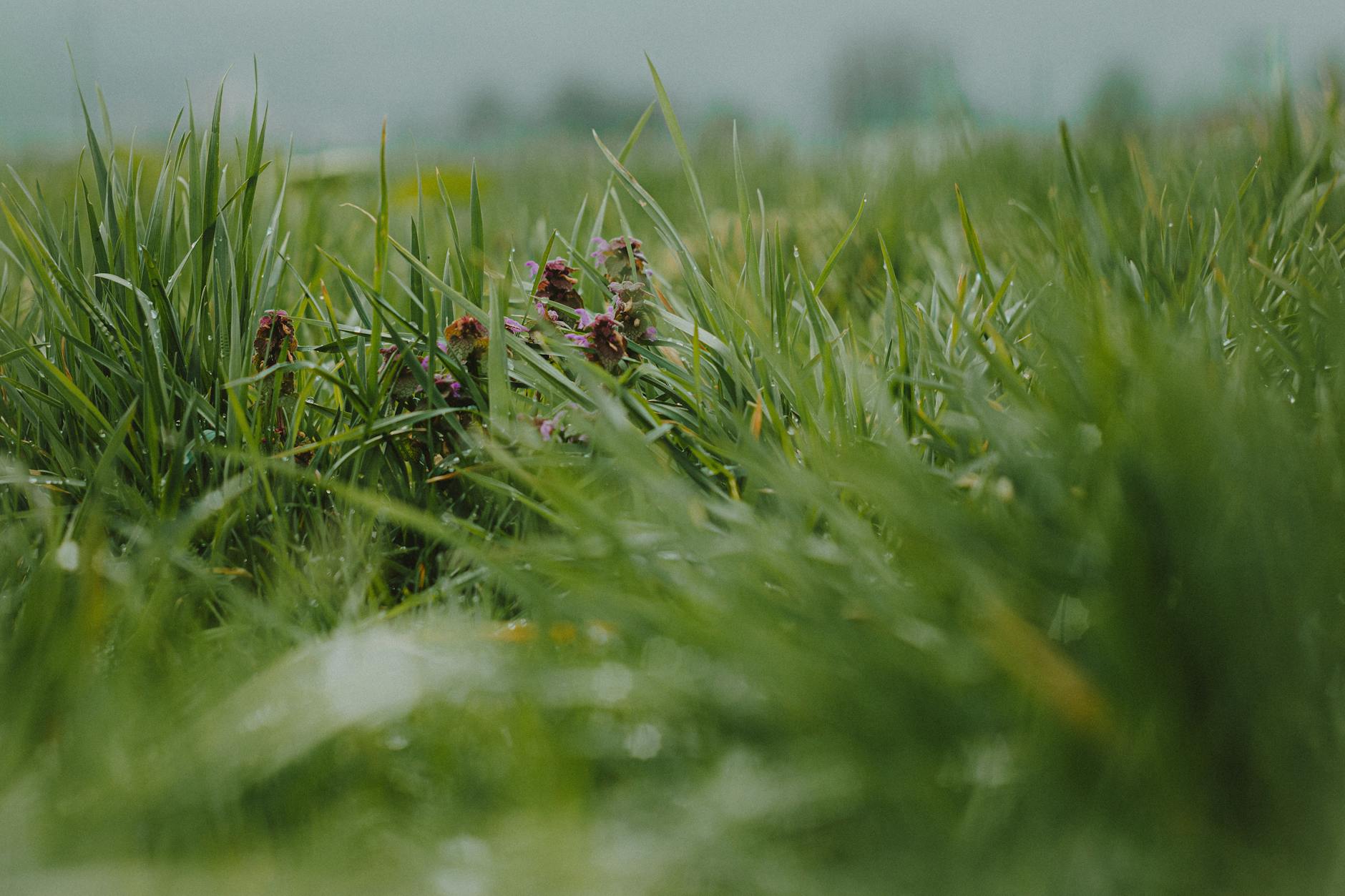 Symbolbild zum Thema Biologische Unkrautbekämpfung