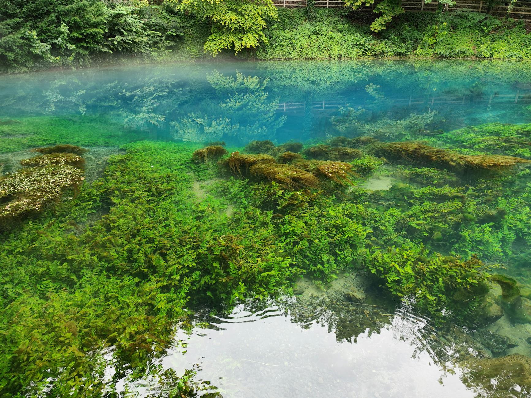 Illustration zu Blaubeuren Berauschte