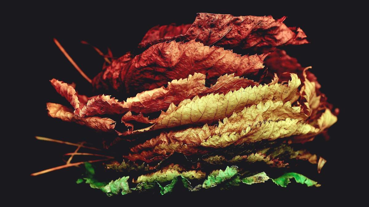 Illustration zu Blue Moon Film