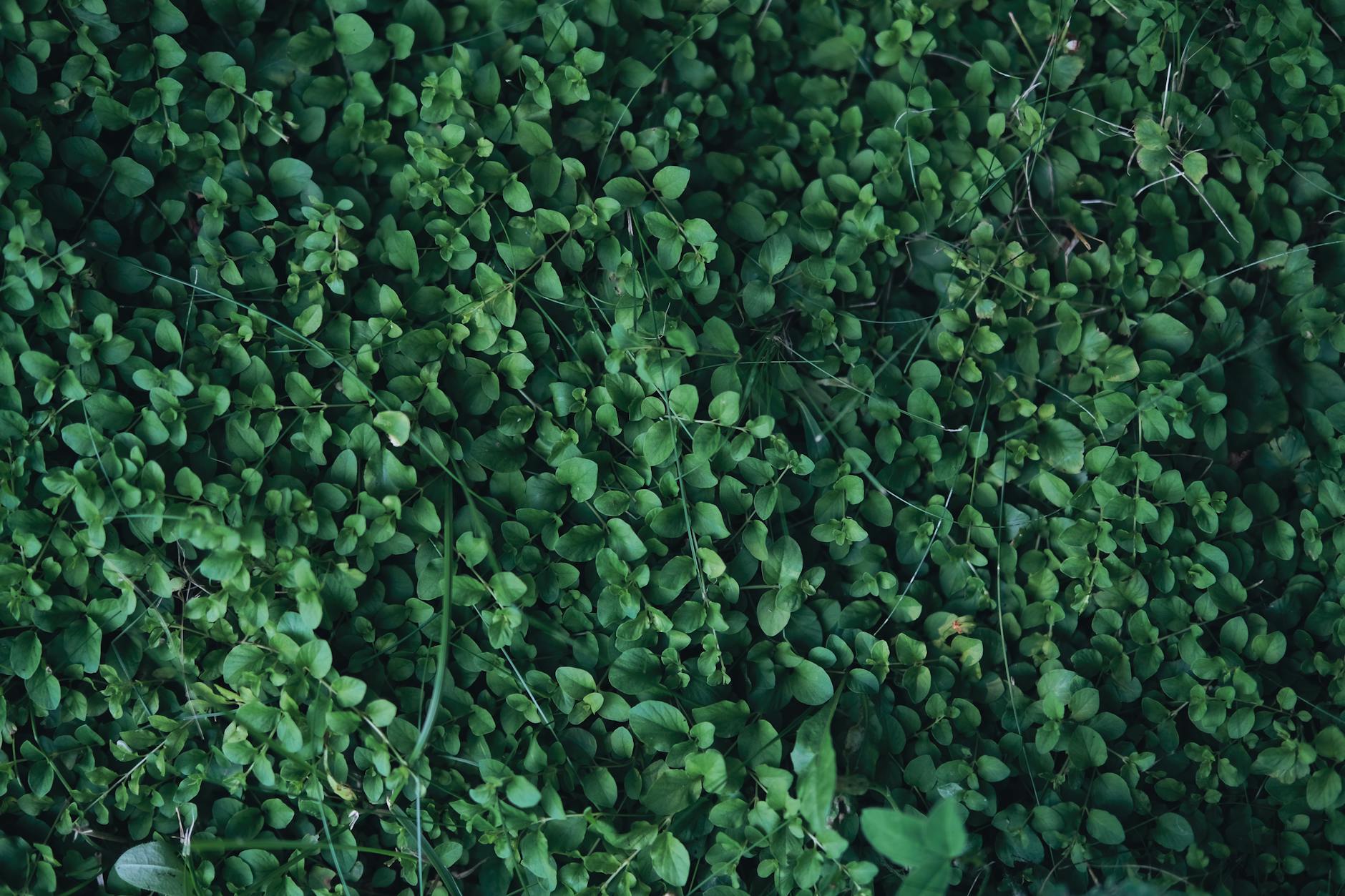 Bodendecker Schatten Symbolbild zum Thema Bodendecker Schatten